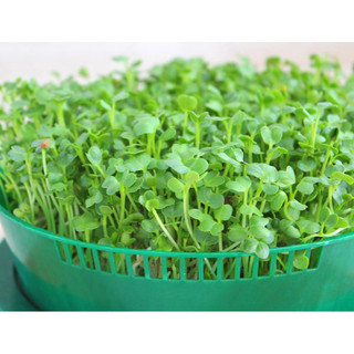 Hạt giống Rau Mầm Củ Cải Trắng RD01 - Gói 50g