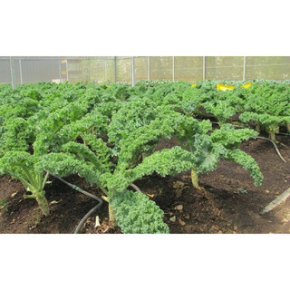 Hạt giống Cải Xoăn Kale RD686 - Gói 5g