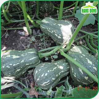 Hạt giống Bí Đỏ Hồ Lô RD35 - Gói 1g