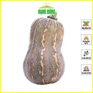 Hạt giống Bí Đỏ Hồ Lô RD35 - Gói 1g