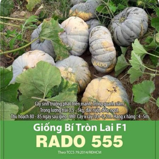 Hạt giống Bí Đỏ Tròn Lai F1 RD555 - Gói 1g