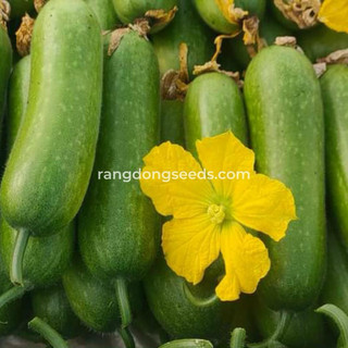 Hạt giống Bí Đao Chanh Lai F1 Rado 1331 - Gói 0,2g