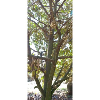 Chuyên tạo mầm hoa, to nụ (búp), Chống rụng hoa gãy cuốn hoa. Hũ nhựa 1kg có seal