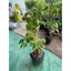 Chậu cây Khế ngọt ( cây giống khế ngọt chậu lớn cao 40cm )