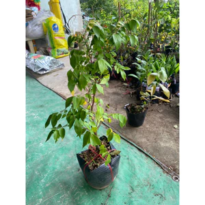 Chậu cây Khế ngọt ( cây giống khế ngọt chậu lớn cao 40cm )