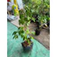 Chậu cây Khế ngọt ( cây giống khế ngọt chậu lớn cao 40cm )
