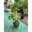 Chậu cây Khế ngọt ( cây giống khế ngọt chậu lớn cao 40cm )