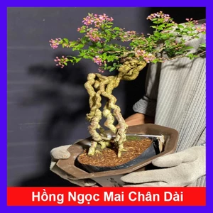 Cây hồng ngọc mai bonsai chân dài (size lớn 4 năm tuổi) chậu cây cảnh bonsai để bàn