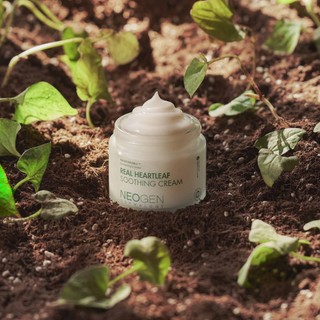 Kem dưỡng ẩm làm dịu da NEOGEN Dermalogy Real Heartleaf Soothing Cream (80g)