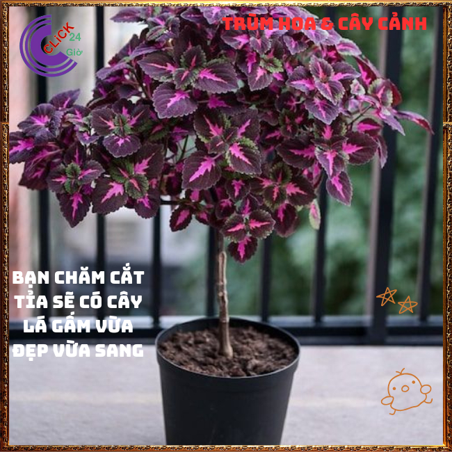 CHẬU LÁ GẤM SỌC TÍM TÍA TÔ CẢNH MÙA SẮC NỔI BẬT ĐẸP LẠ ⏰ Hoa Mười Giờ Bonsai & Phụ Kiện