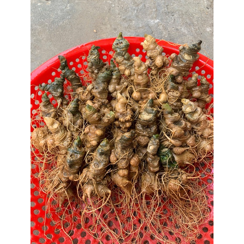 Sâm vùi rừng cổ dài hàng chọn đều từ 4 mắt sâm(Sâm Ngọc Linh-Sâm Lai Châu già đậm vị sâm dược tính cao)1kg