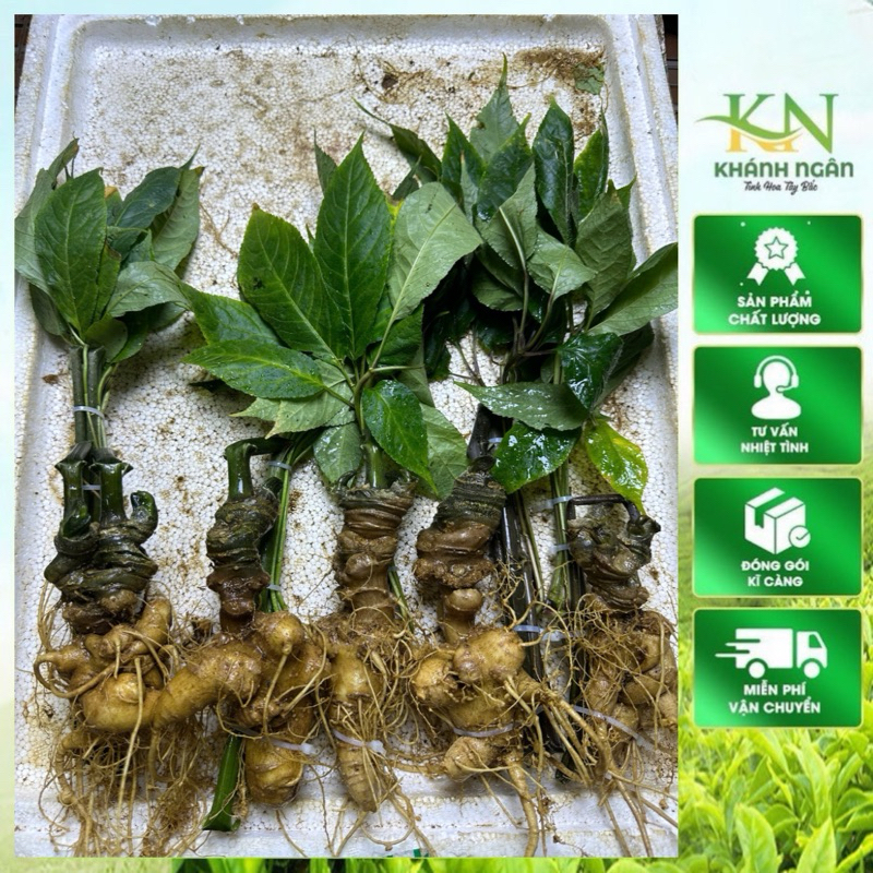 Sâm vùi rừng cổ dài hàng chọn đều từ 4 mắt sâm(Sâm Ngọc Linh-Sâm Lai Châu già đậm vị sâm dược tính cao)1kg