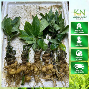 Sâm vùi rừng cổ dài hàng chọn đều từ 4 mắt sâm(Sâm Ngọc Linh-Sâm Lai Châu già đậm vị sâm dược tính cao)1kg