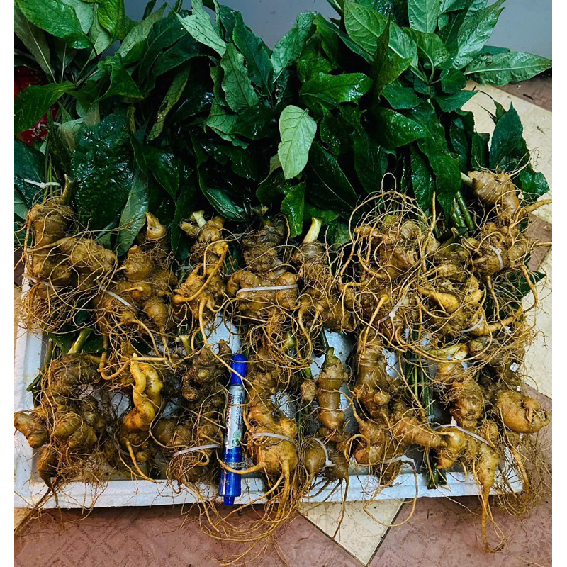 Sâm vùi rừng cổ dài hàng chọn đều từ 4 mắt sâm(Sâm Ngọc Linh-Sâm Lai Châu già đậm vị sâm dược tính cao)1kg