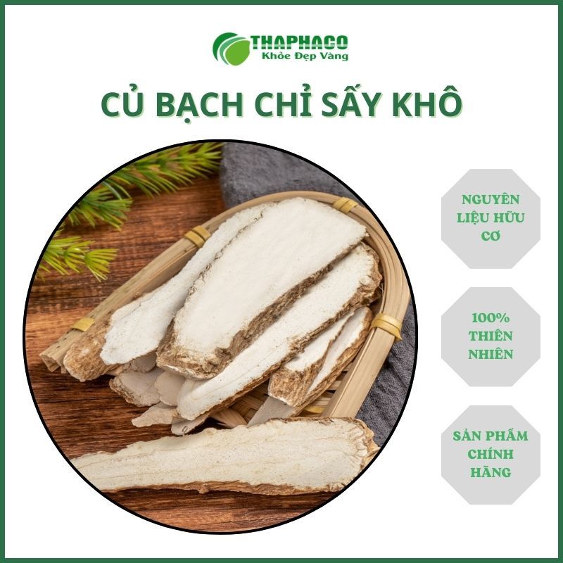 Củ bạch chỉ sấy khô - hàng sạch thơm giá tốt - túi 500gram - Thảo Dược THAPHACO