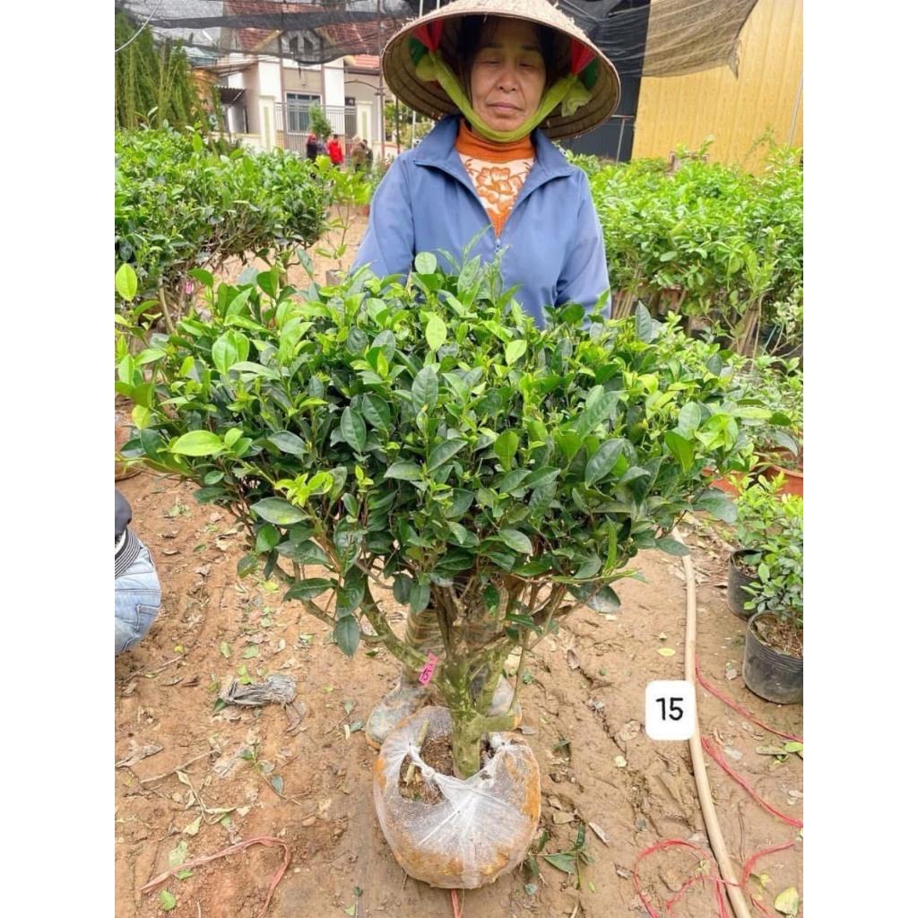 Cây chè xanh - trà xanh trưởng thành 10 năm tuổi (ảnh thật).. | Shopee ...