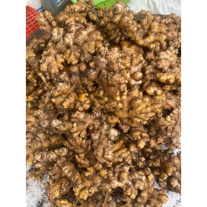 1 kg Củ Giống Gừng Ta Cay❤️ Thơm Ngon Chất Lượng Cao