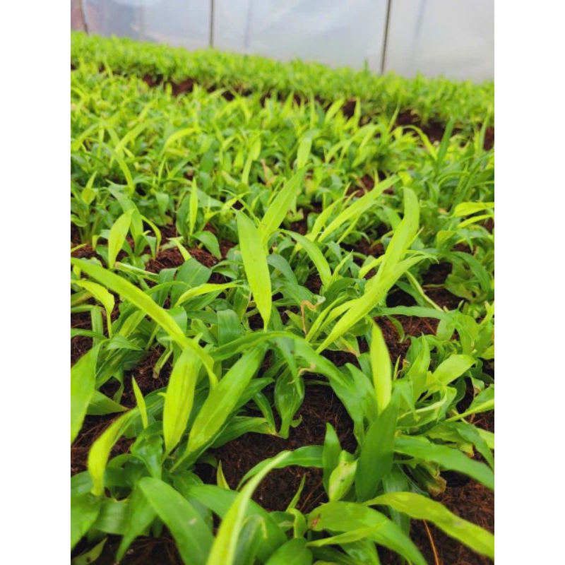 1 kg Củ Giống Gừng Ta Cay❤️ Thơm Ngon Chất Lượng Cao