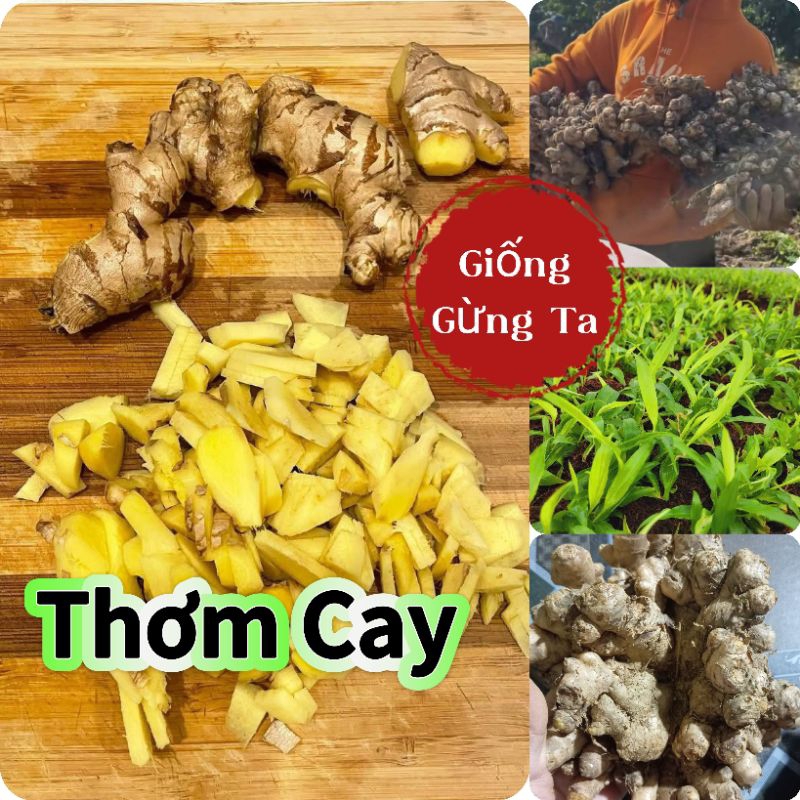 1 kg Củ Giống Gừng Ta Cay❤️ Thơm Ngon Chất Lượng Cao