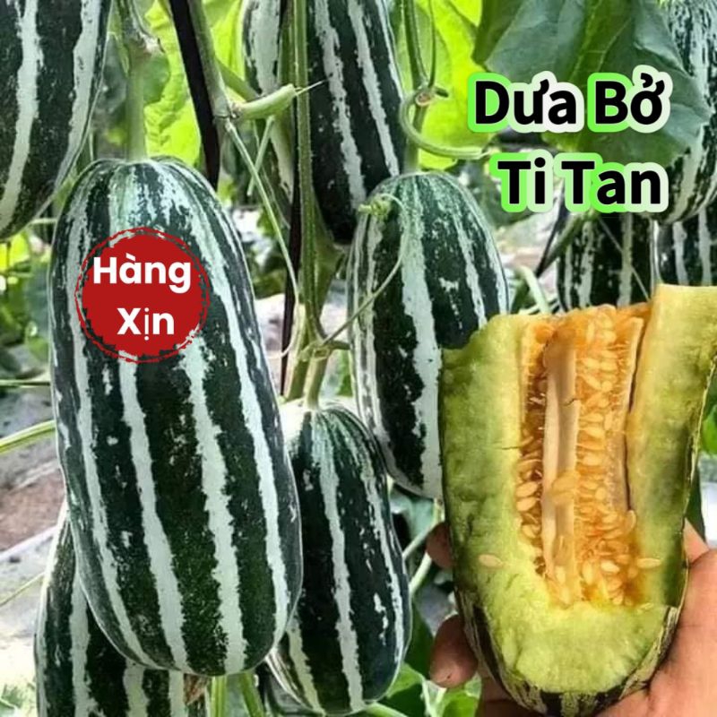 Hạt Giống Dưa Bở TiTan Nhập Khẩu💕 Hàng Xịn Siêu Quả 💥 Chất Lượng Cao