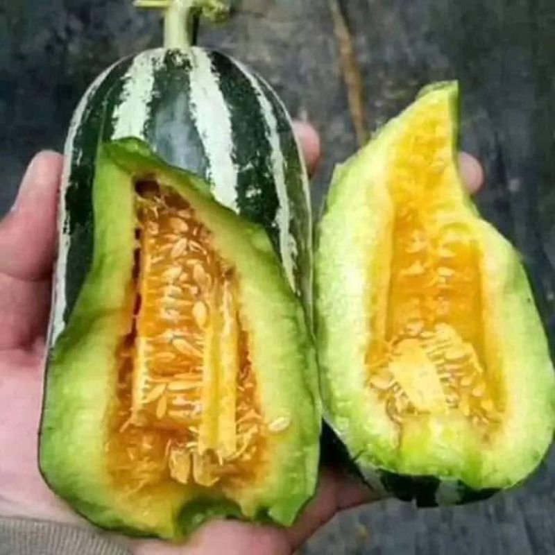 Hạt Giống Dưa Bở TiTan Nhập Khẩu💕 Hàng Xịn Siêu Quả 💥 Chất Lượng Cao