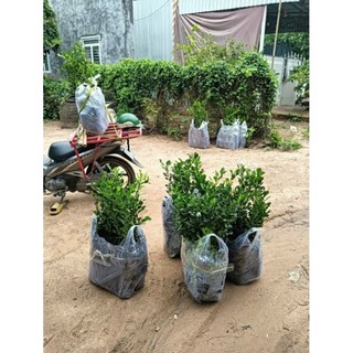 cây chúc. chanh thái. 9 tháng. cây đẹp