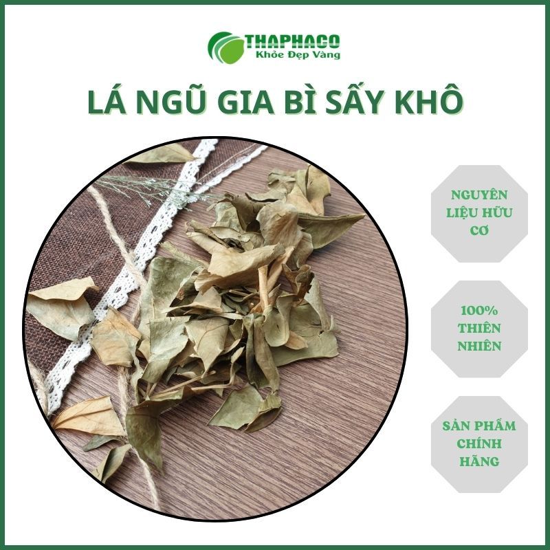[1kg] Lá ngũ gia bì sấy khô - Hàng sạch thơm cao cấp - Thảo Dược THAPHACO