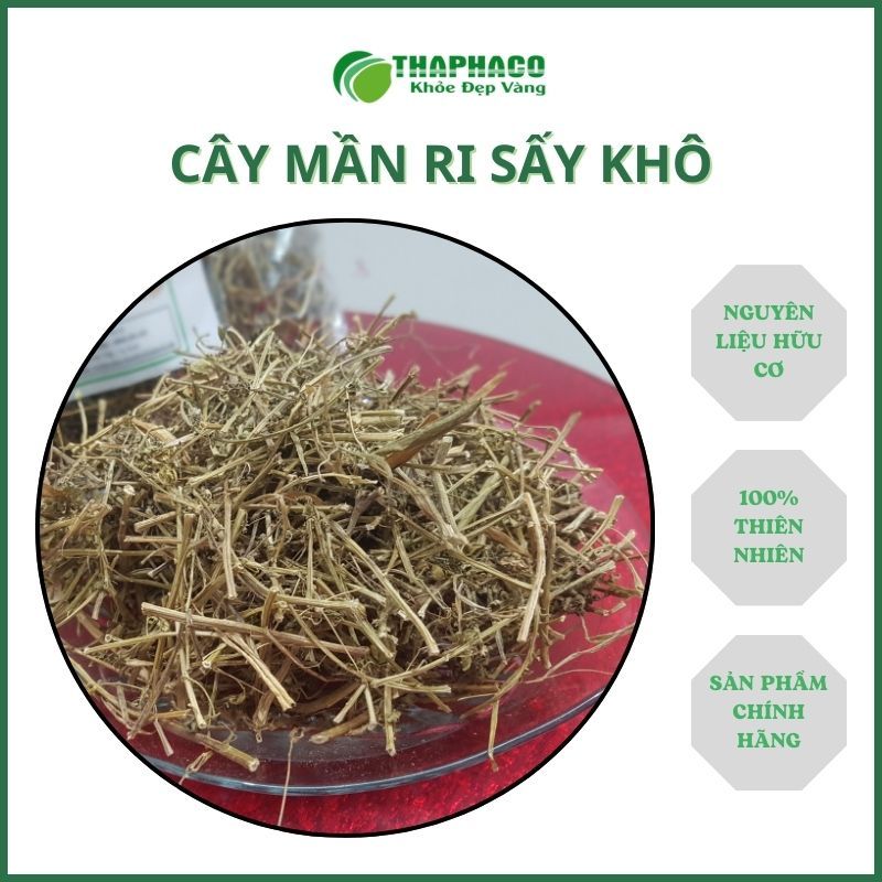 [Túi 1kg] Trà mần ri sấy khô hàng sạch thơm cao cấp - Thảo Dược THAPHACO