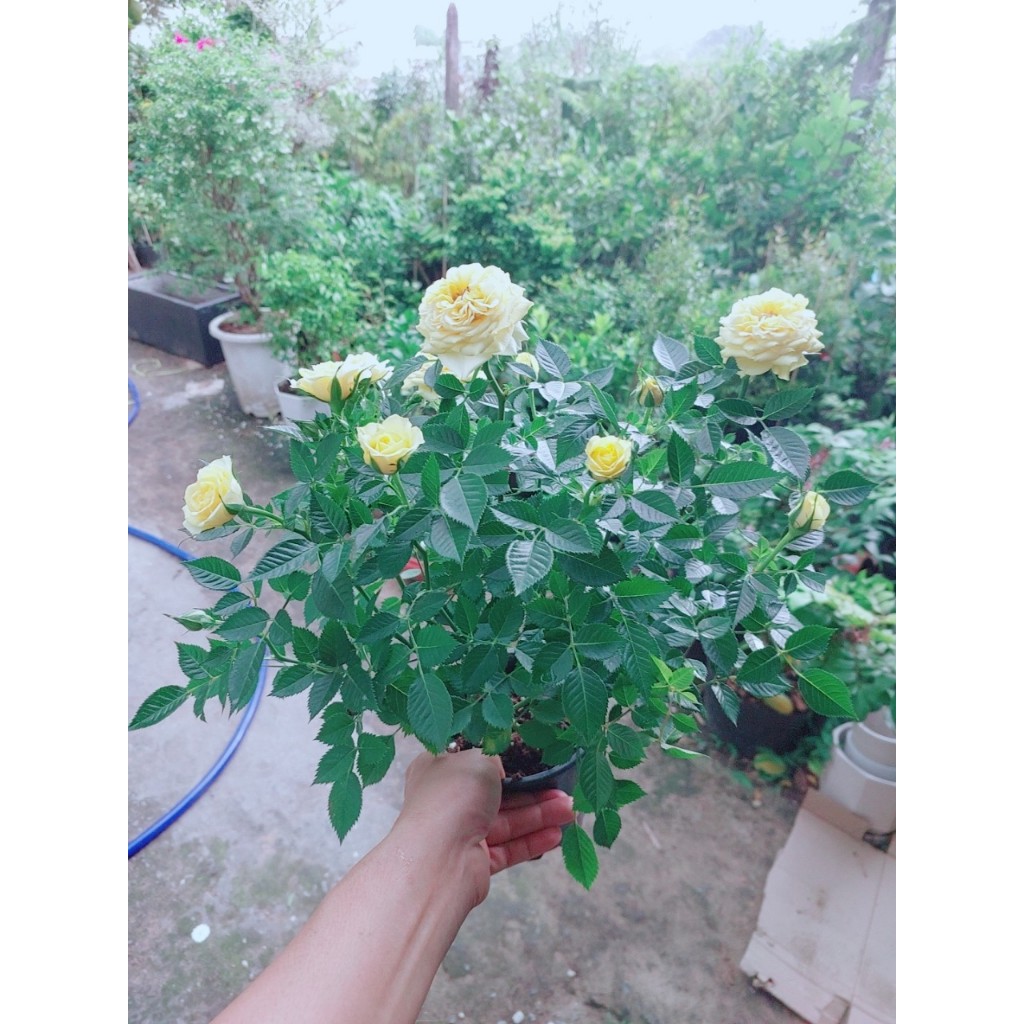 Hoa Hồng Tezza 30cm (được chọn màu) | Shopee Việt Nam
