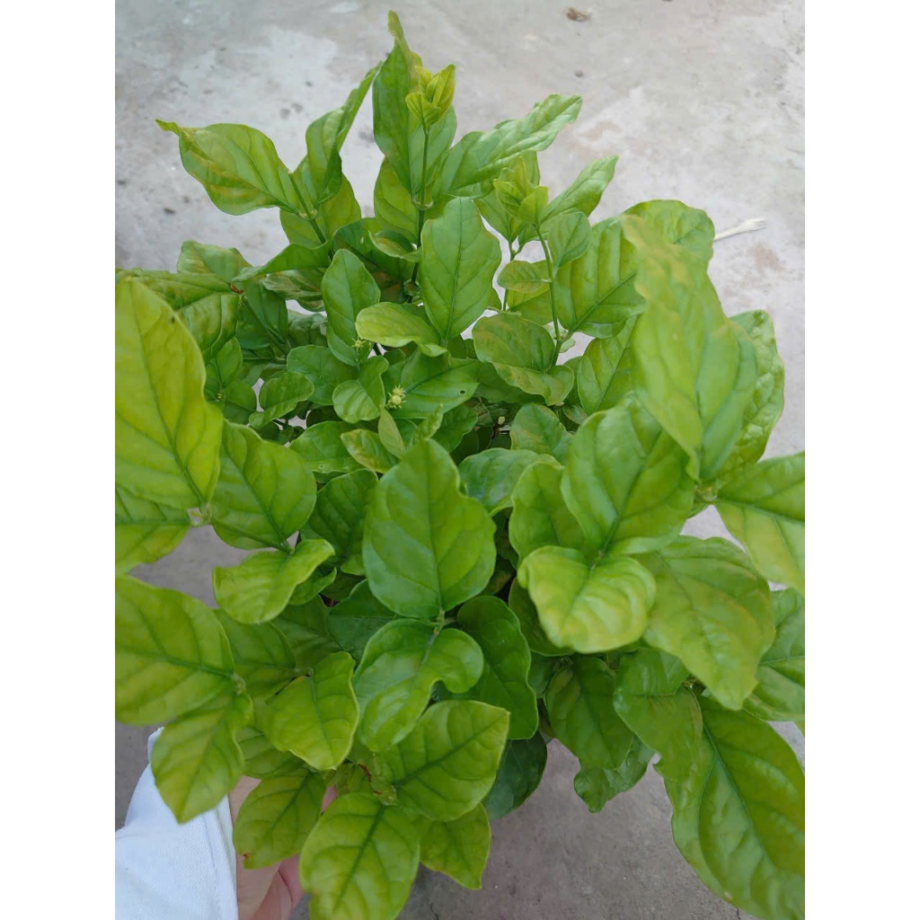 Cây hoa nhài ta (cánh kép, size lớn) nở hoa rực rỡ hương thơm mát dễ chịu trồng ban công, sân vườn