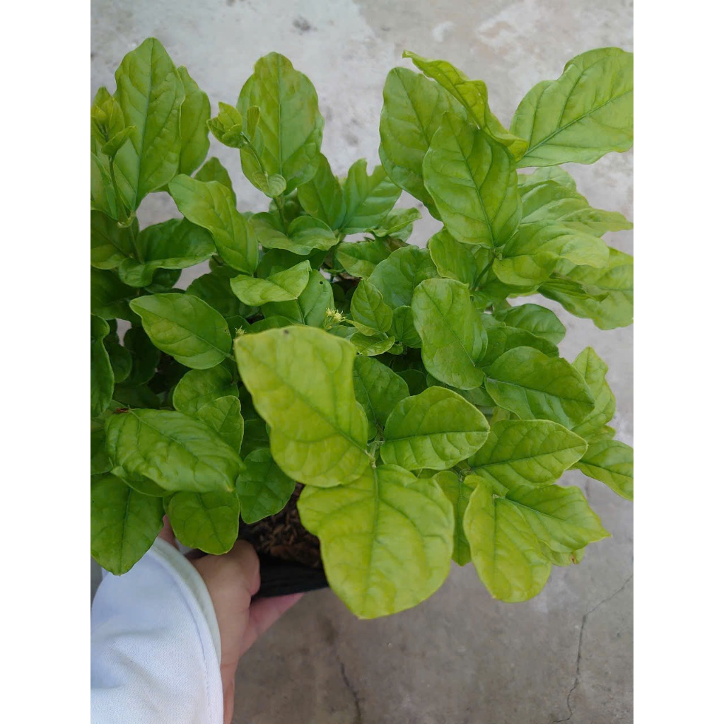 Cây hoa nhài ta (cánh kép, size lớn) nở hoa rực rỡ hương thơm mát dễ chịu trồng ban công, sân vườn