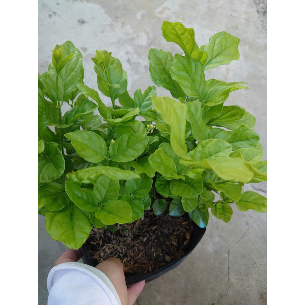 Cây hoa nhài ta (cánh kép, size lớn) nở hoa rực rỡ hương thơm mát dễ chịu trồng ban công, sân vườn