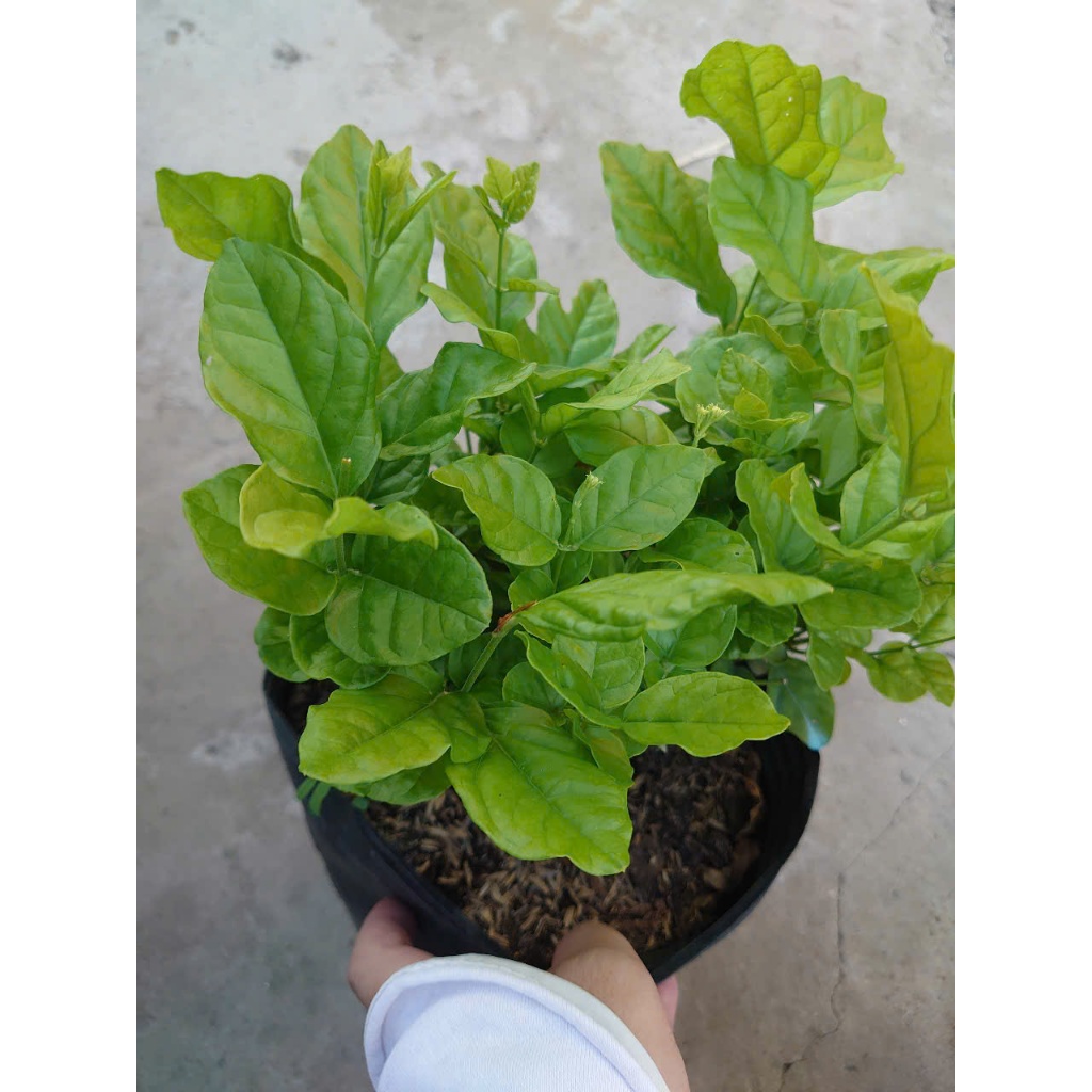 Cây hoa nhài ta (cánh kép, size lớn) nở hoa rực rỡ hương thơm mát dễ chịu trồng ban công, sân vườn
