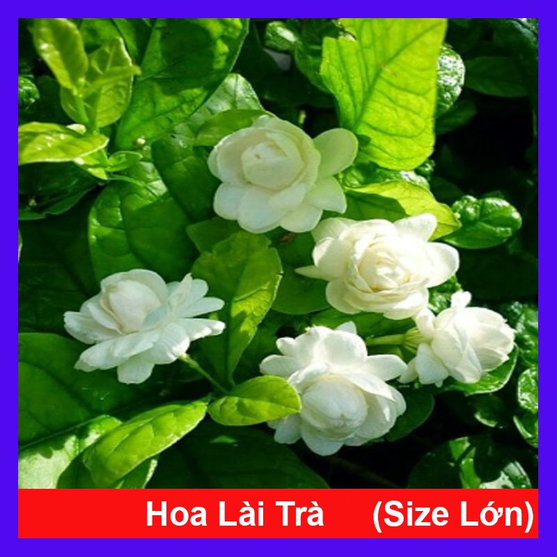 Cây hoa nhài ta (cánh kép, size lớn) nở hoa rực rỡ hương thơm mát dễ chịu trồng ban công, sân vườn