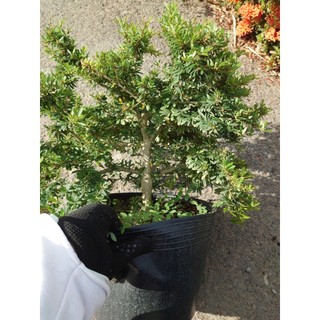 Cây Linh Sam 86 (size lớn) - chậu cây cảnh bonsai để bàn