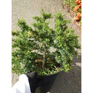 Cây Linh Sam 86 (size lớn) - chậu cây cảnh bonsai để bàn