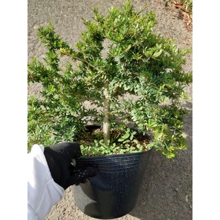 Cây Linh Sam 86 (size lớn) - chậu cây cảnh bonsai để bàn
