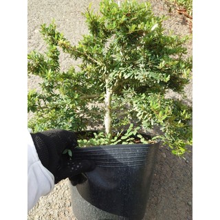 Cây Linh Sam 86 (size lớn) - chậu cây cảnh bonsai để bàn