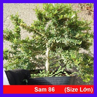 Cây Linh Sam 86 (size lớn) - chậu cây cảnh bonsai để bàn