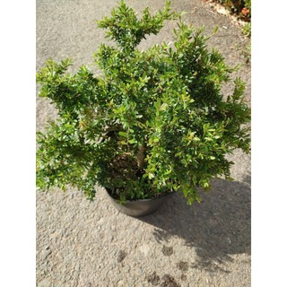 Cây Linh Sam 86 (size lớn) - chậu cây cảnh bonsai để bàn