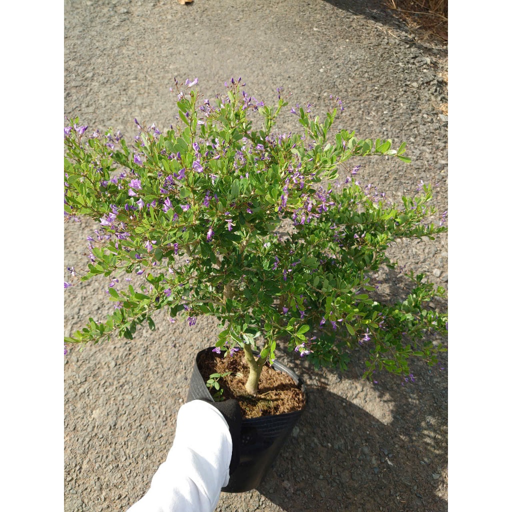Cây Linh Sam Siêu Bông (Size Trung) - chậu cây cảnh bonsai để bàn, trang trí nhà cửa sân vườn