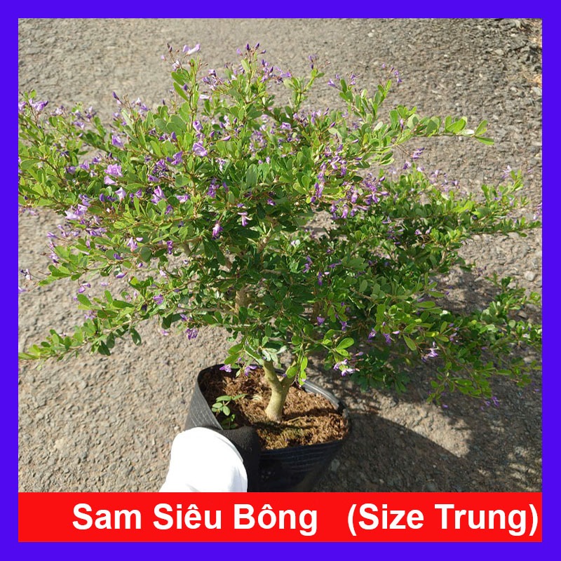 Cây Linh Sam Siêu Bông (Size Trung) - chậu cây cảnh bonsai để bàn, trang trí nhà cửa sân vườn