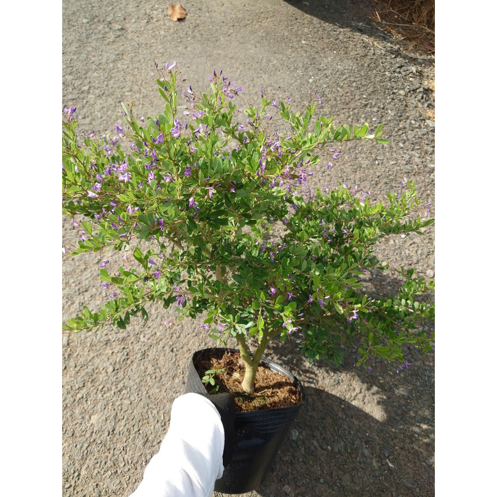 Cây Linh Sam Siêu Bông (Size Trung) - chậu cây cảnh bonsai để bàn, trang trí nhà cửa sân vườn