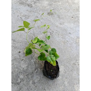 Bầu dây Lá Sâm xanh tốt như hình