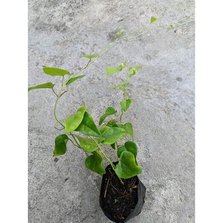Bầu dây Lá Sâm xanh tốt như hình