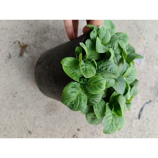 Chậu Rau Xá Xị xanh tốt như hình