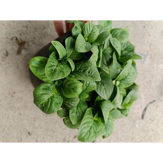 Chậu Rau Xá Xị xanh tốt như hình