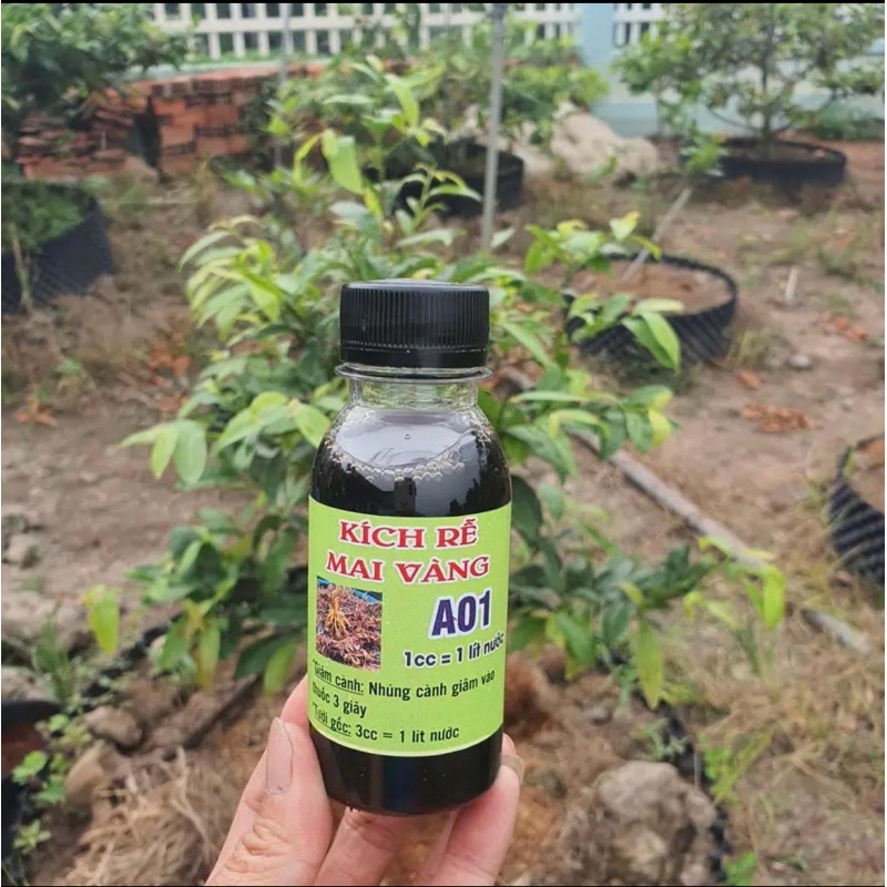 combo 2 lọ kích rễ Mai vàng A01- siêu kích rễ loại 1