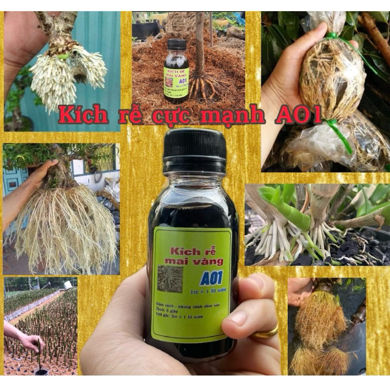 combo 2 lọ kích rễ Mai vàng A01- siêu kích rễ loại 1