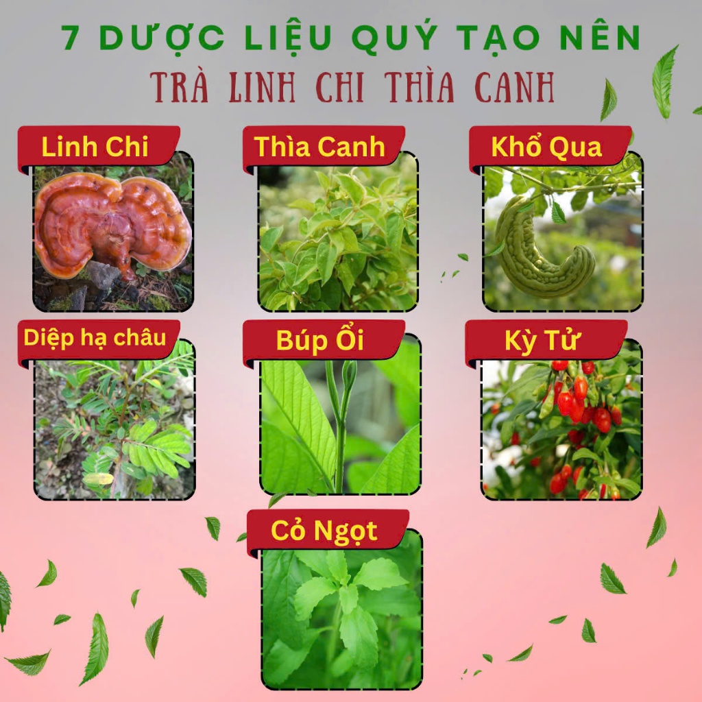 Trà Linh Chi Thìa Canh - Gói 60 Túi Lọc